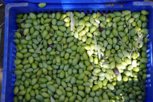 i1O7d7TTuIz5zbTYcpbR1YY98m45iZrAVYNOcmoG