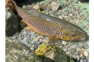 4SklRJSCicvj0yVk884hovSAiNONZCdqcDUAUYeg