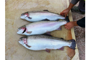 PAaaXQOzAtKMv2Qtvx0veZFv48wsEicN6VGhKdqU