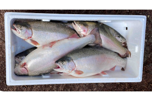 KmlG4ZsCz0sbhnPXVN2HYkpEqOdoEBim7Mi18wEo